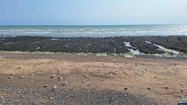 Several dozen herring gulls sitting on a strip of sand above the rock exposed at low tide. Away from the nearest access from under cliff walk near Ovingdean.
#Brighton
