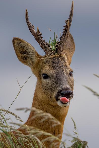 A close-up of a male roe deer with velvet-covered antlers, standing among tall grasses. The deer has its tongue sticking out and thistle is caught in its antlers, with a soft grey sky in the background.