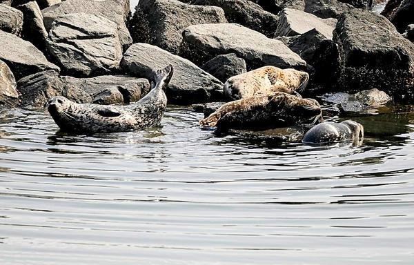 Bonus picture for the day - seals sunning themselves on a rock at Point Ruston Park, Tacoma, WA. #seal #sunny #day #tacoma #washington #photography #naturephotography #nature #wildlife #critters #water #beach