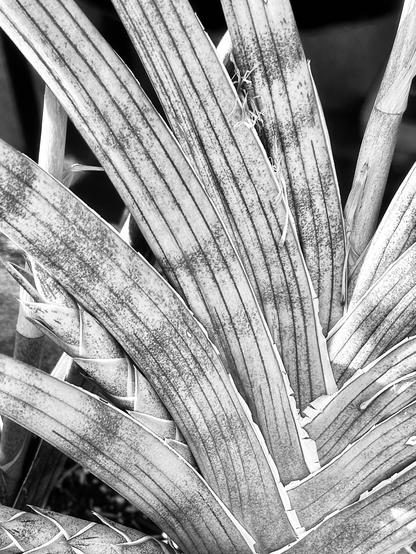 Flat blades of this snake plant seen in a close view fanning out as if continuing the braid from the rope-like branches coming up from soil. Monochrome photo.