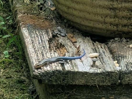 A juvenile Broadhead Skink, sporting yellow lines and a shockingly blue tail, lies basking on an ancient wooden plank on the yard.