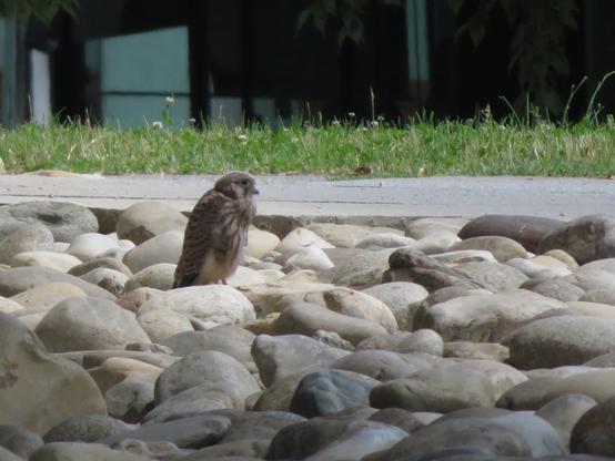 N°5 à 14h58 posé sur les gros galets au pied de la BU