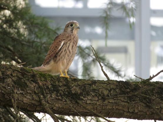 N°5, dans le gros sapin au pied de la BU à 14h59
après une fuite épique (au moins 50 m en vol) et un abranchissage approximatif, côté dextre