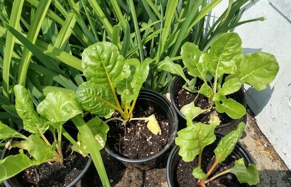 Plants with colorful stems and big leaves in pots on concrete steps. Behind them are lilies about to bloom.