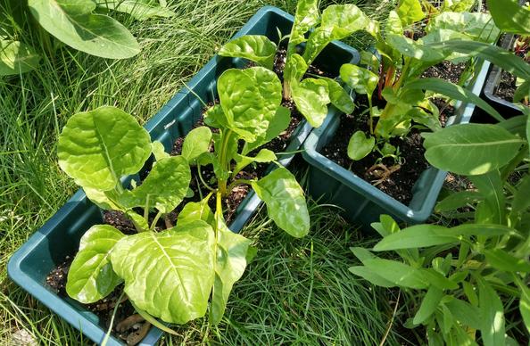 Square containers with green leaves (mostly rainbow chard, some lettuce and onions as well). Next to them is overgrown grass, milkweed and black-eyed susans about to bloom.