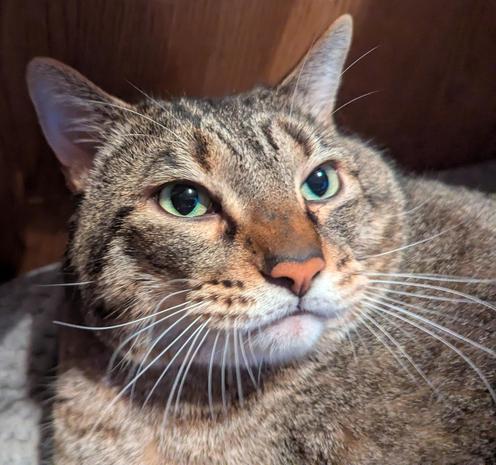 Waffles the three-legged, chonky, tabby cat, looking a bit to the side of the camera, very close up.