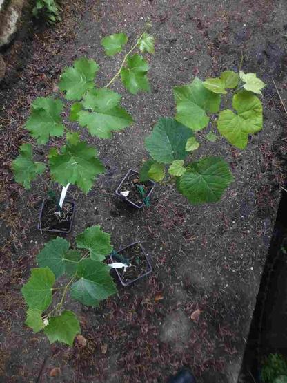 Photo de mauvaise qualité car compressée à la hache, montrant trois vignes en pot: Niagara New-York muscat, et Opaline.
Hybrides, résistantes aux maladies.