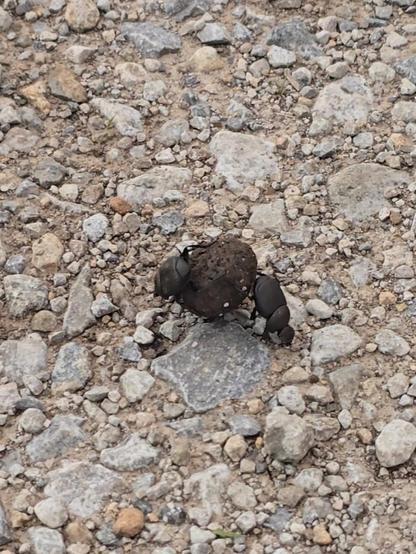 Two dung beetles move a ball of poo across the dirt road.