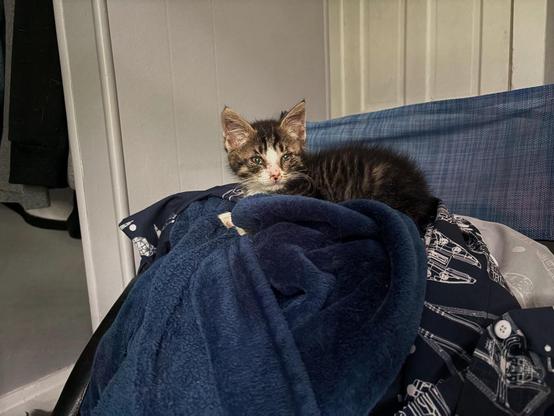 A tabby kitten with white on his face sitting on a mound of clean clothes on a blue folding chair.