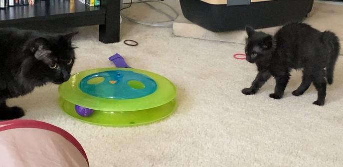 Kitten encounters an adult cat