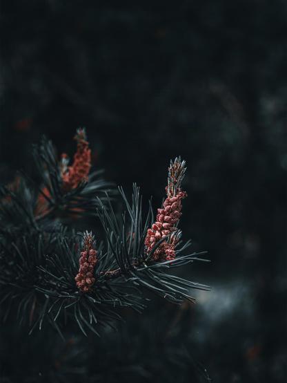 Dark pine needles with clusters of small, textured reddish-brown cones on a branch, set against a blurred dark background. The cones are positioned off-center to the right, with the needles extending outward.