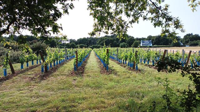 vignes