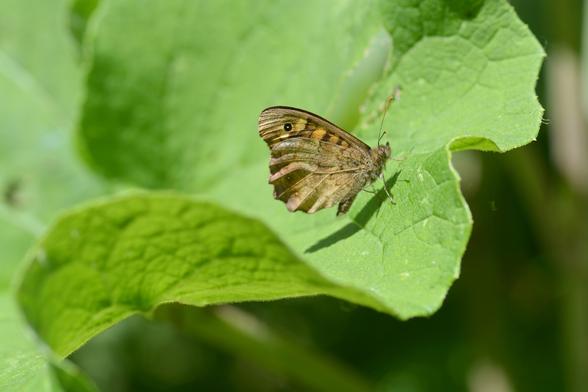 Photographie au format horizontal d'un papillon Tircis sur des feuilles. Ses ailes sont repliées. Elles sont majoritairement brunes avec des bandes oranges et un ocelle noir pupillé de blanc est visible.