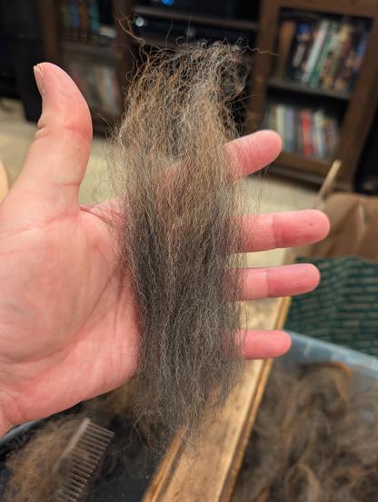 A clump of combed fur lies gently on an open hand. The fur is dark gray on the bottom, which is the denser undercoat region, and gradiates to reddish orange and gray at the top, outer tips of the fur. It has been combed into long, even strands around 8 inches or 20 centimeters long.