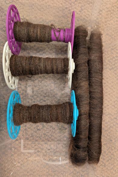 Two new rolags of Tibetan Mastiff fur site in a clear plastic bin next to three spools of spun mastiff fur singles. The rolags are dark brown, slightly mottled with reddish and grayish regions. While the preparation between them is different, it's hard to tell one from the other by this photo.