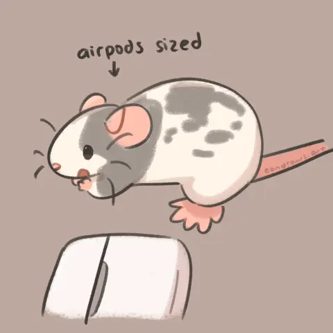 a grey and white variegated rat next to an apple airpods case, eating something held in her front paws. she's roughly the same length as it. she is airpods sized.