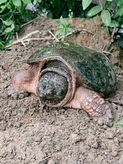 A large common snapping turtle sitting in the mud on the side of a pond.