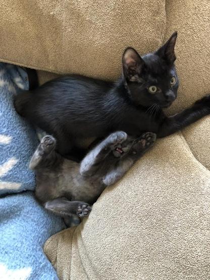 The camera faces down on a black kitten laying on top of some pillows laying on a sofa. In the cavity formed by the pillows and the black cat’s body, a grey cat struggles for her freedom.