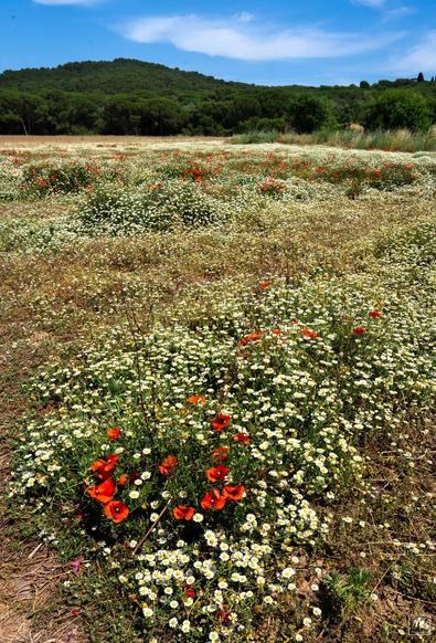 Color photo of a large field carpeted with white chamomile flowers and dotted with clusters of red poppies. In the background are low, tree-covered hills.