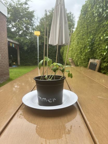 Cucumber sprouting plant with skewer sticks for support, in a small black plastic pot.