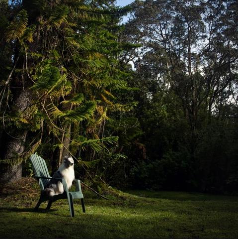 A dog sits in a chair with morning light beaming down on him.