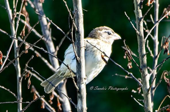 "This image features a house sparrow (Passer domesticus), perched with an alert posture, its small frame exuding a quiet confidence. The bird's compact body is covered in a mix of earthy browns, tans, and soft grays, with intricate feather patterns adding texture and depth to its appearance. A distinctive dark bib on its throat, characteristic of male house sparrows, contrasts sharply with its lighter chest, creating a striking visual detail.

Its beady black eyes are sharp and observant, surveying the surroundings with keen awareness. The short yet sturdy beak, built for seed-cracking, adds to its practical, resourceful nature. The background is softly blurred, drawing attention to the fine details of the sparrow's plumage and the delicate balance of its stance. There’s a sense of stillness in the image, yet an underlying energy—ready to take flight in an instant." - Copilot