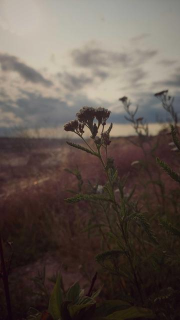 Vegetation in evening sun. An opencast mine in the back.