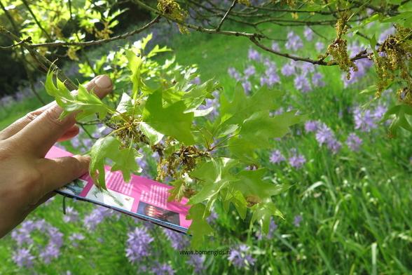 Photo of treespecies Quercus buckleyi : Category is foliage