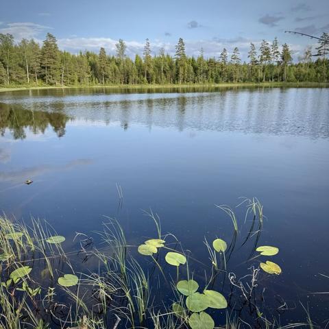 Utsikt över en lite tjärn, med sjögräs och näckrosblad.