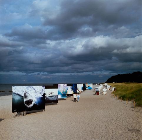 Sehr grosse Fotos zum Thema Haie stehen am Ostseestrand in Zingst. Rechts sind Strandkörbe und ein paar Menschen zu sehen. Links hinter den Bildern das Meer. Der Himmel ist stark bewölkt, es sind aber ein paar blaue Stellen zu sehen.