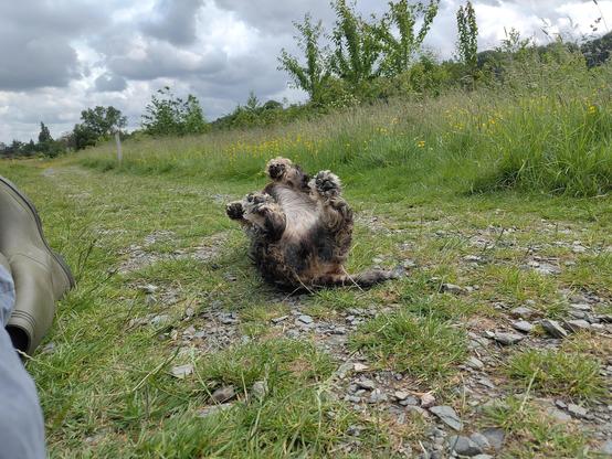 A small black and tan dog upside down on a grassy path, with her paws in the air