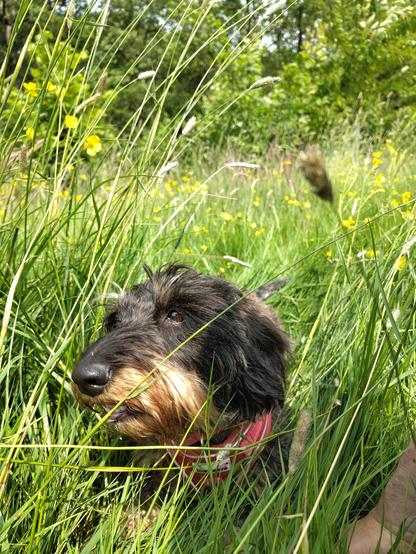 A small black and tan dog's head emerging from tall grass and buttercups looking off-camera