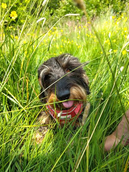 A small black and tan dog sat among tall grass and buttercups, looking at the camera with her tongue out.