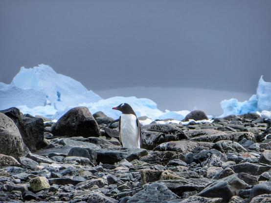 “Go farther and get closer. Listen. Animals are talking to
us. They are calling us. We have only to learn to listen.”
― Charles Bergman