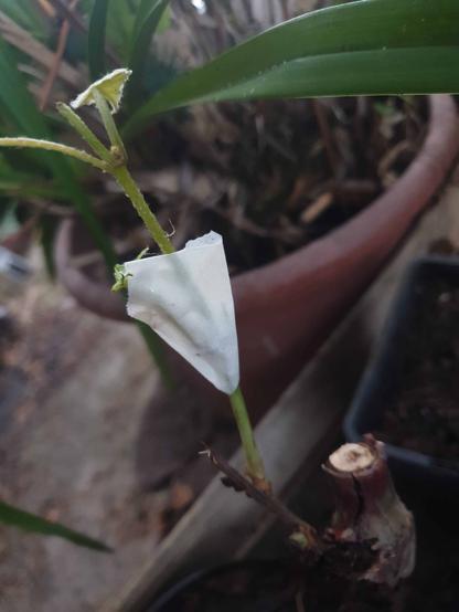 Greffage herbacé de vigne.
Isabelle sur so4.
La greffe tient avec du scotch papier.
Les feuilles ont été coupées ou enlevées.
On voit le cep, plus bas.