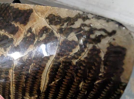 Close up of a piece of carbon fiber interior trim showing what 18 years of direct Florida sunshine does to wet layup epoxy. The surface is covered in deep cracks, what isn't cracked is various shades of opaque yellow and brown and delaminated to an extent that the carbon weave cannot be seen