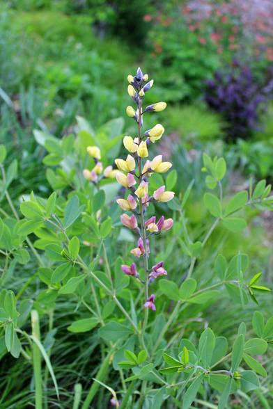 Yellow blooms emerging off a central purplish gray stalk with branches of groupings of leaves in threesomes. The background is a blurred view of a narrow path with plants and flowers on the other side.