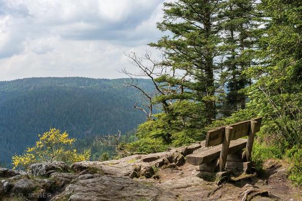 On a rocky promontory, a log bench lined with conifers with bright green shoots faces a wooded mountain range on the other side of the valley, under a sky of cottony white clouds. A bright yellow flowering broom bush protrudes just behind the promontory, facing the bench. The scene is bathed in sunlight.