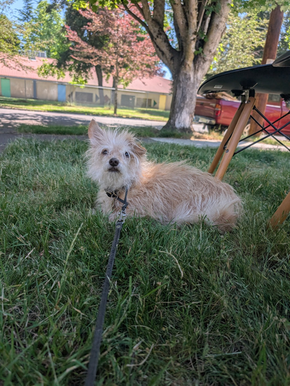 A scruffy tan dog lays in the shaded grass, relaxed and looking in the general direction of the camera.