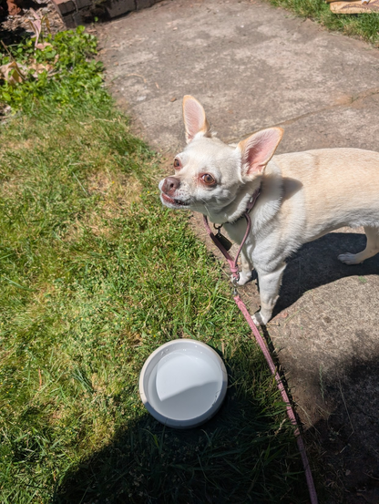 A small white chihuahua mix standing in the sun stares intently off to one side of the camera, seemingly about to bark, which is something she did an awfully lot of.