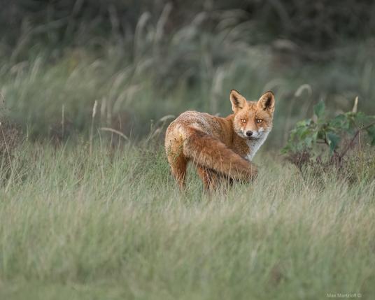 Ein Rotfuchs steht auf einer offenen Wiese mit hohem, grünem Gras. Er befindet sich mittig im Bild und blickt direkt in Richtung Kamera. Der Fuchs ist leicht seitlich dargestellt, dreht jedoch den Kopf über die Schulter nach hinten, sodass sein Blick sehr aufmerksam und direkt wirkt. Sein rotbraunes Fell hebt sich deutlich vom weichen, grün-grauen Hintergrund ab. Das Licht ist sanft – vermutlich aufgenommen am frühen Morgen oder späten Nachmittag. Der Hintergrund ist unscharf (Bokeh), wodurch der Fuchs stark im Fokus steht. Rechts im Bild wächst eine einzelne grüne Pflanze, links und im Hintergrund ist hohes Gras und Naturvegetation zu sehen. Die Szene strahlt eine ruhige, aber spannungsvolle Wildtier-Atmosphäre aus.
