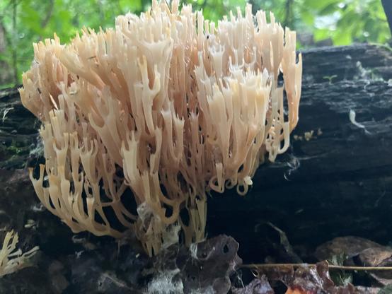Crown tipped coral fungus on a log