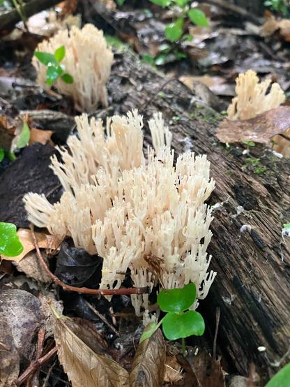 Crown tipped coral fungus on a log