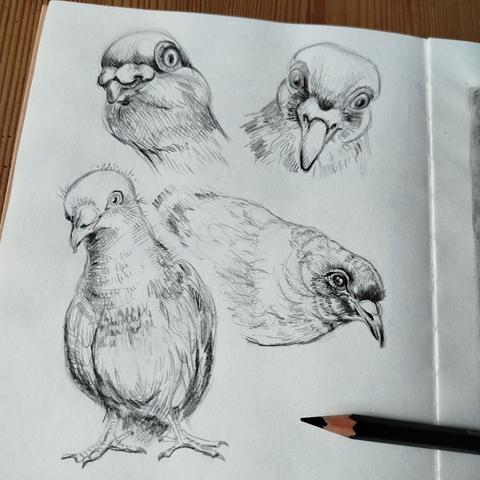 Vier Taubenportraits mit Graphitstift ins Skizzenbuch gekritzelt.