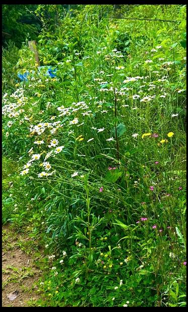 The happy results of no mow may and beyond are showing up in deptford pink blooms, lower right; nipplewort variety of aster, just above in yellow; and an abundance of white oxeye daisy, dotted clumps zagging diagonally mid photo from left to right. More difficult to see in the abundance are three varieties of clover in yellow, white, and red,  grounding the longer stemmed varieties along the bottom. A blue tent cover for firewood and a wooden support is barely visible on the near upper left in the lush greenery that provides the multi hued backdrop for all-- well, except that little patch of bare earth pathway on the bottom left corner