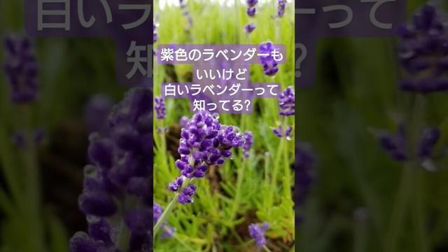 【ラベンダー園】#秋田県 #美郷町 #白いラベンダー #rottengraffty