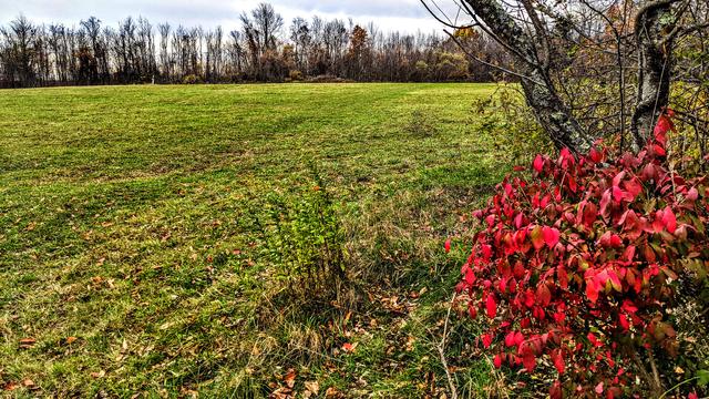 A cloudy late afternoon sky. Standing at the edge of a huge field, recently mown, surrounded by forest. Fallen autumn leaves are scattered through the still green grass. The trees along the edge of the field are almost leafless. A shrub just to our right at the edge of the forest is covered with bright red leaves just beginning to turn golden brown.