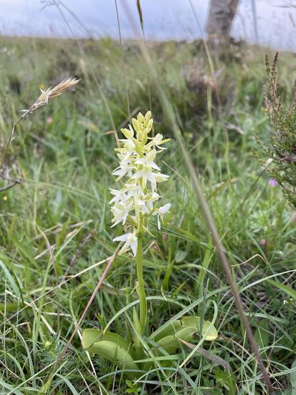 Flowering specimen of Platanthera bifolia (lesser butterfly orchid)