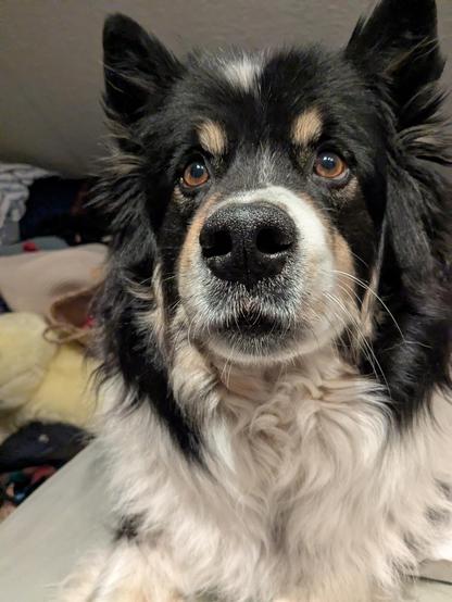 Dog looking a bit confused, but chilled into the camera