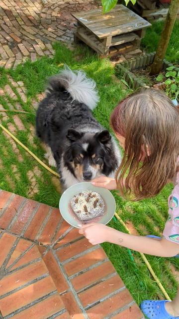 Dog in front of a meat cake with cheese sprinkles and lamb stick "candles" looks very excited.
